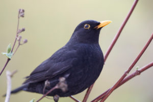 Blackbird, Turdus merula Blackbird, Turdus merula